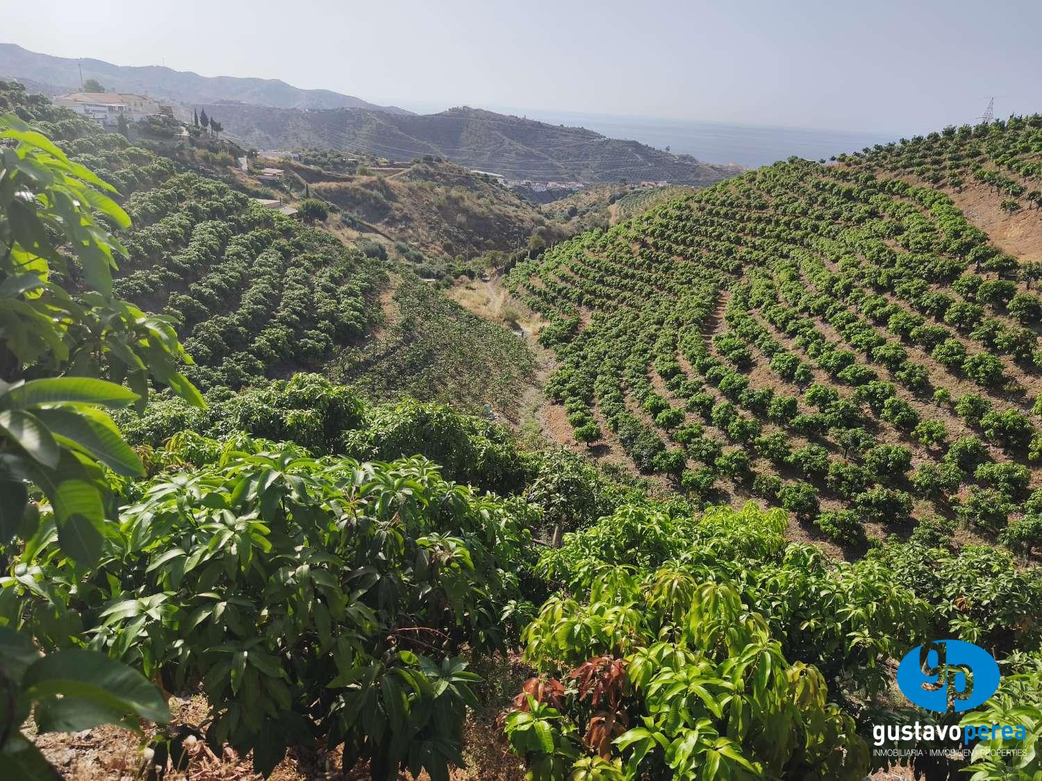 Grundstück zum verkauf in Benagalbón (Rincón de la Victoria), 1.435.000 €, Ref.: 6444 - Inmobiliaria Gustavo Perea