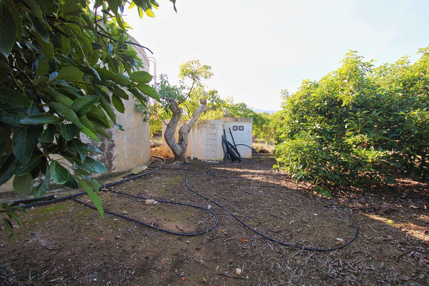 Finca rústica con producción de Aguacates ubicada en Alhaurin de la Torre