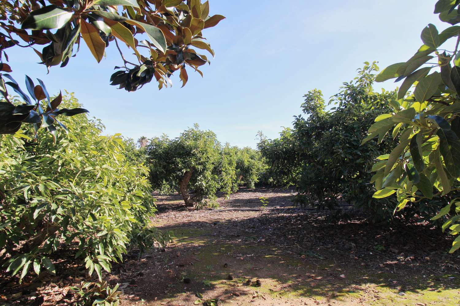 Finca rústica con producción de Aguacates ubicada en Alhaurin de la Torre