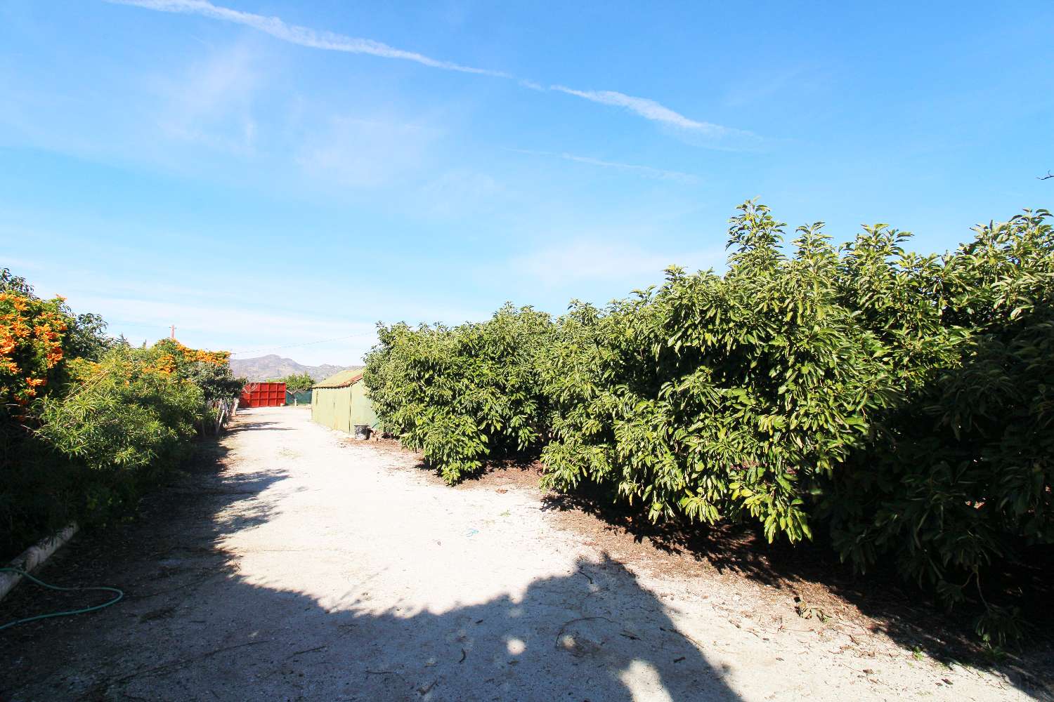 Finca rústica con producción de Aguacates ubicada en Alhaurin de la Torre