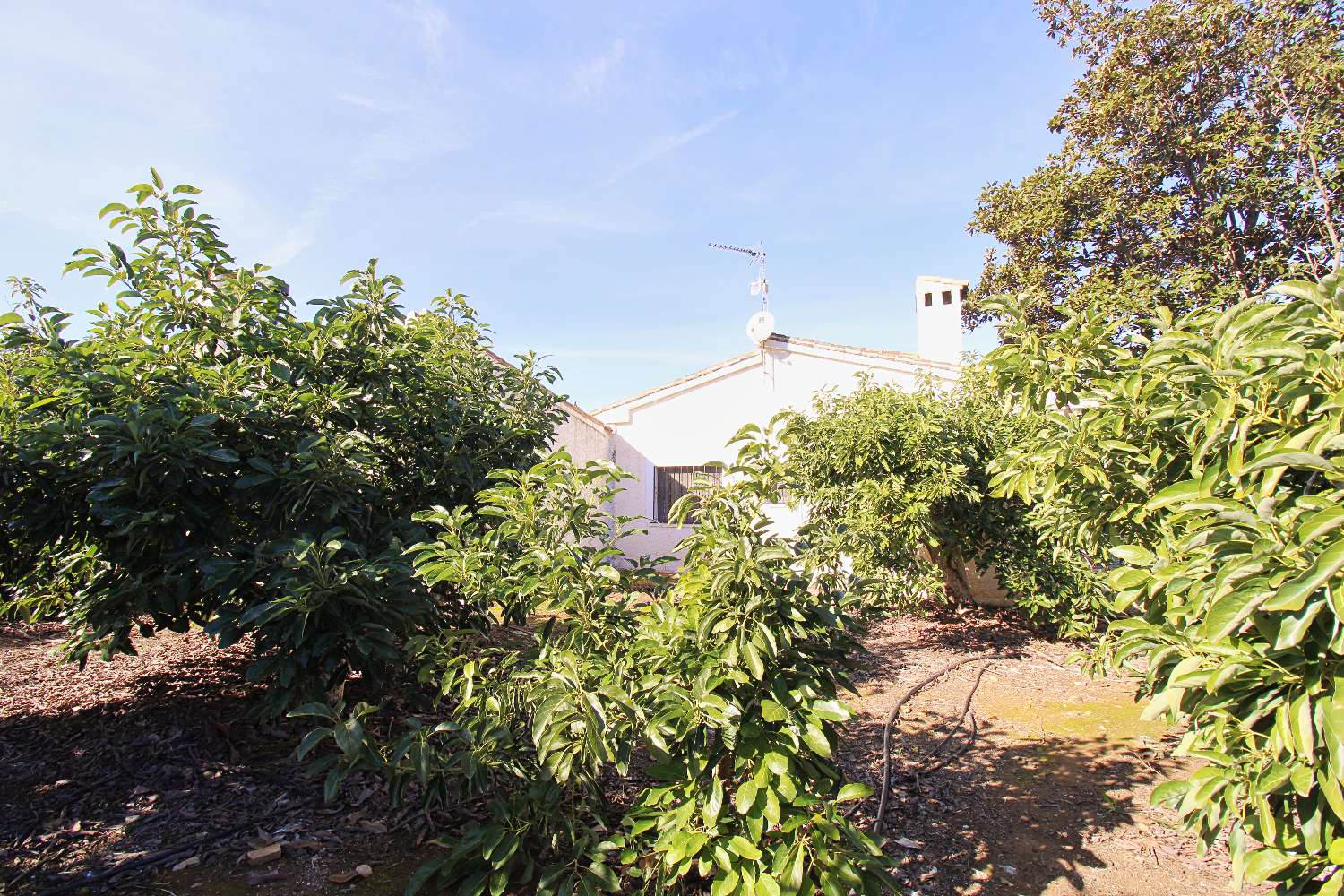 Finca rústica con producción de Aguacates ubicada en Alhaurin de la Torre